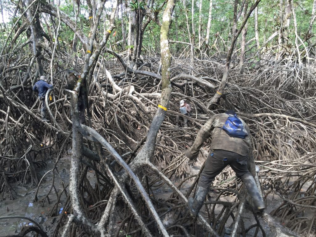 Three people in hats and rubber boots navigate a muddy tidal mangrove forest in Bahía Málaga, Colombia, balancing on a dense labyrinth of exposed aerial roots beneath a canopy of slender tree trunks.