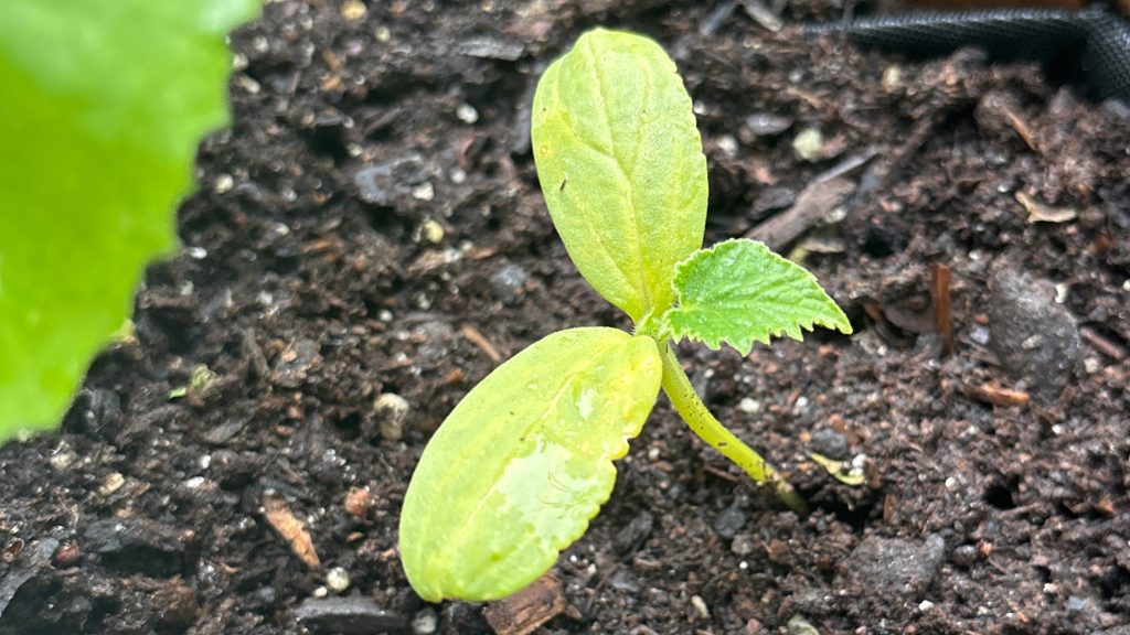 A young green seedling with two oval cotyledons and two small serrated leaves emerging from dark, moist soil.
